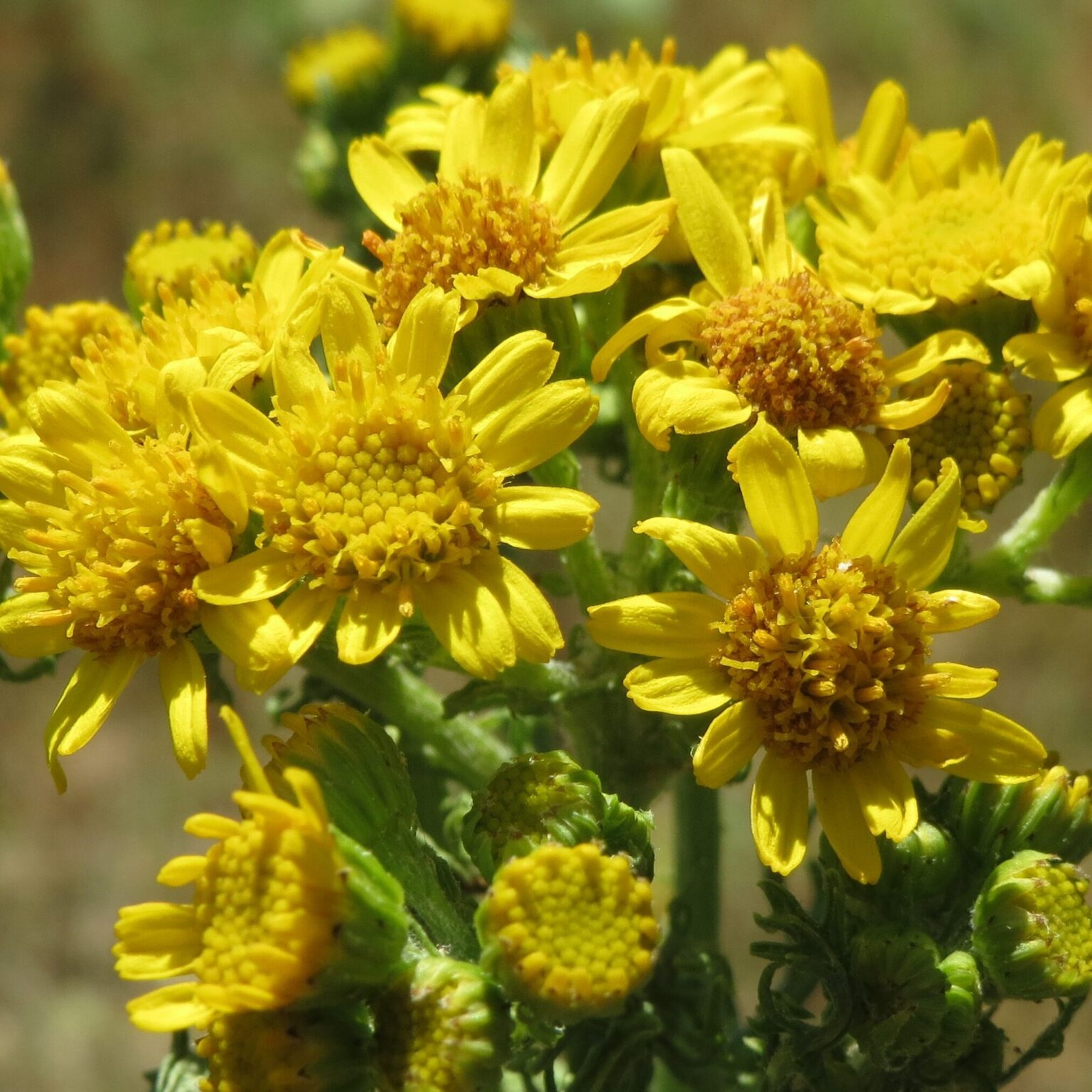 Indiana Ragweed National Leaders in Allergy and Immunology - Division of Allergy and ...